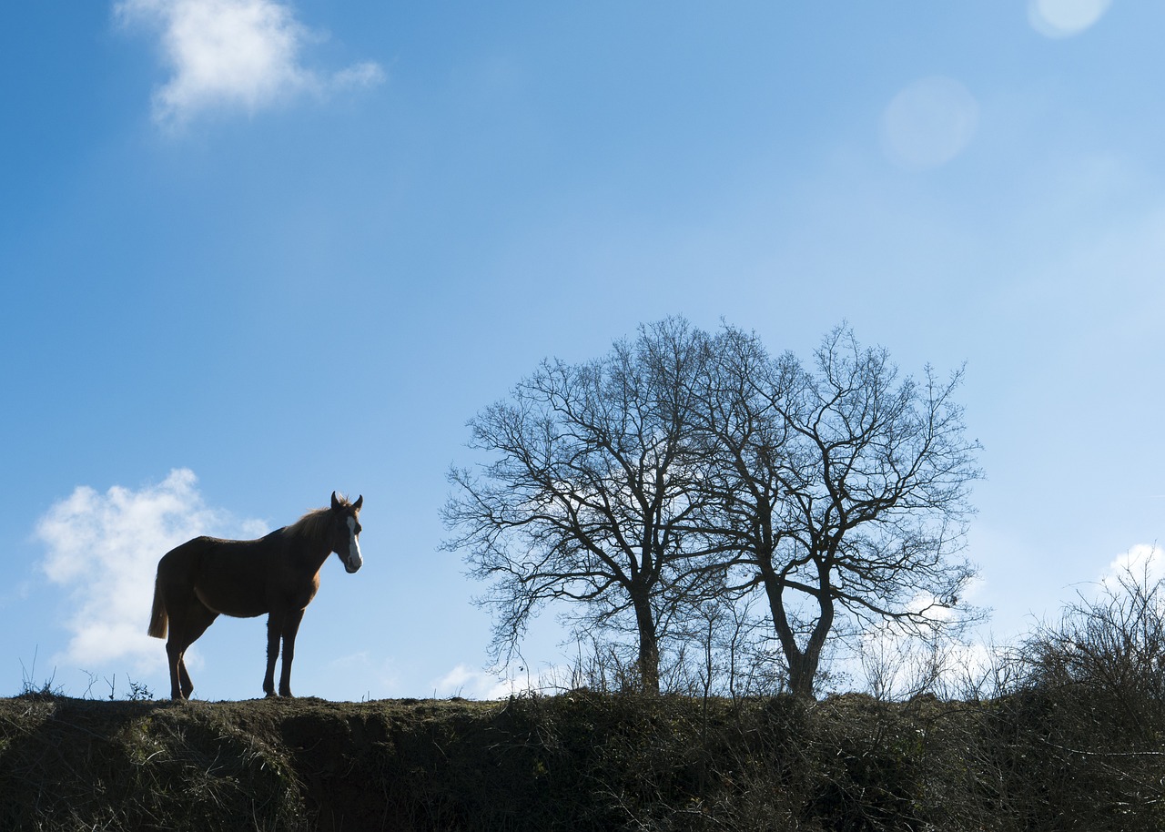 Sheridan: The Cavalry Leader